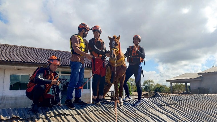 Bomberos de Rio Grande do Sul rescatan un caballo del techo de una casa en la ciudad de Canoas, estado de Rio Grande do Sul, Brasil