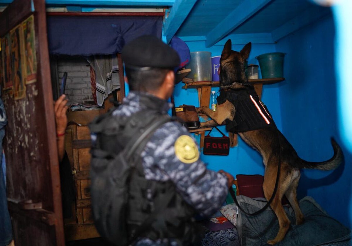 Un perro policía inspecciona una celda en El infiernito
