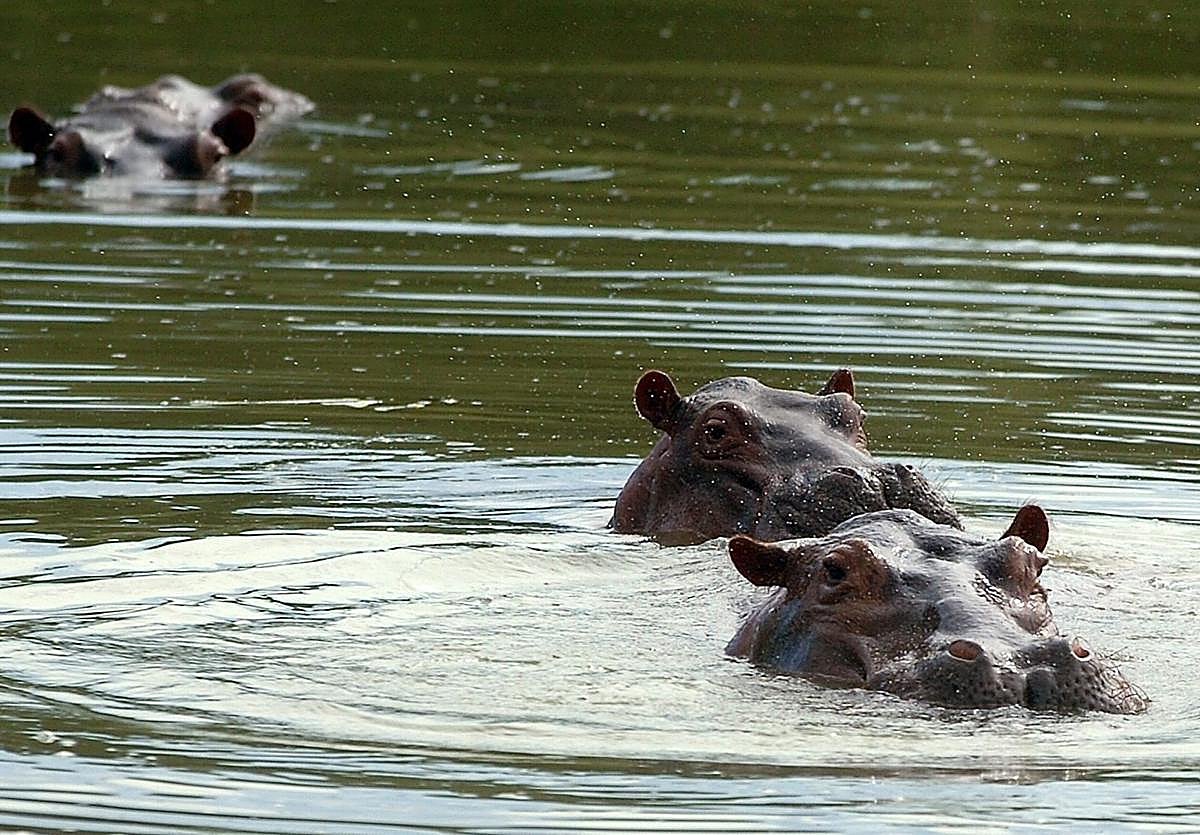Imagen de archivo de los hipopótamos de Pablo Emilio Escobar