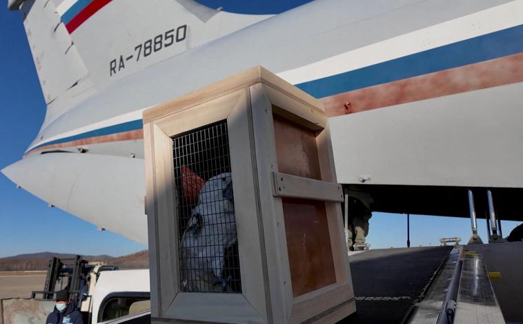 Imagen principal - Imágenes del envío de Rusia al zoo de Pyongyang, facilitadas por el Gobierno de Moscú