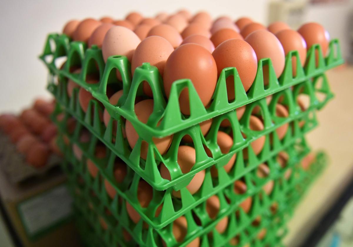 Varias docenas de huevos.