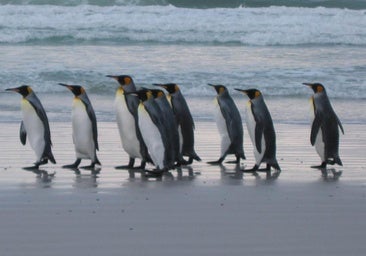 La tasa afecta a islas donde solo hay pingüinos