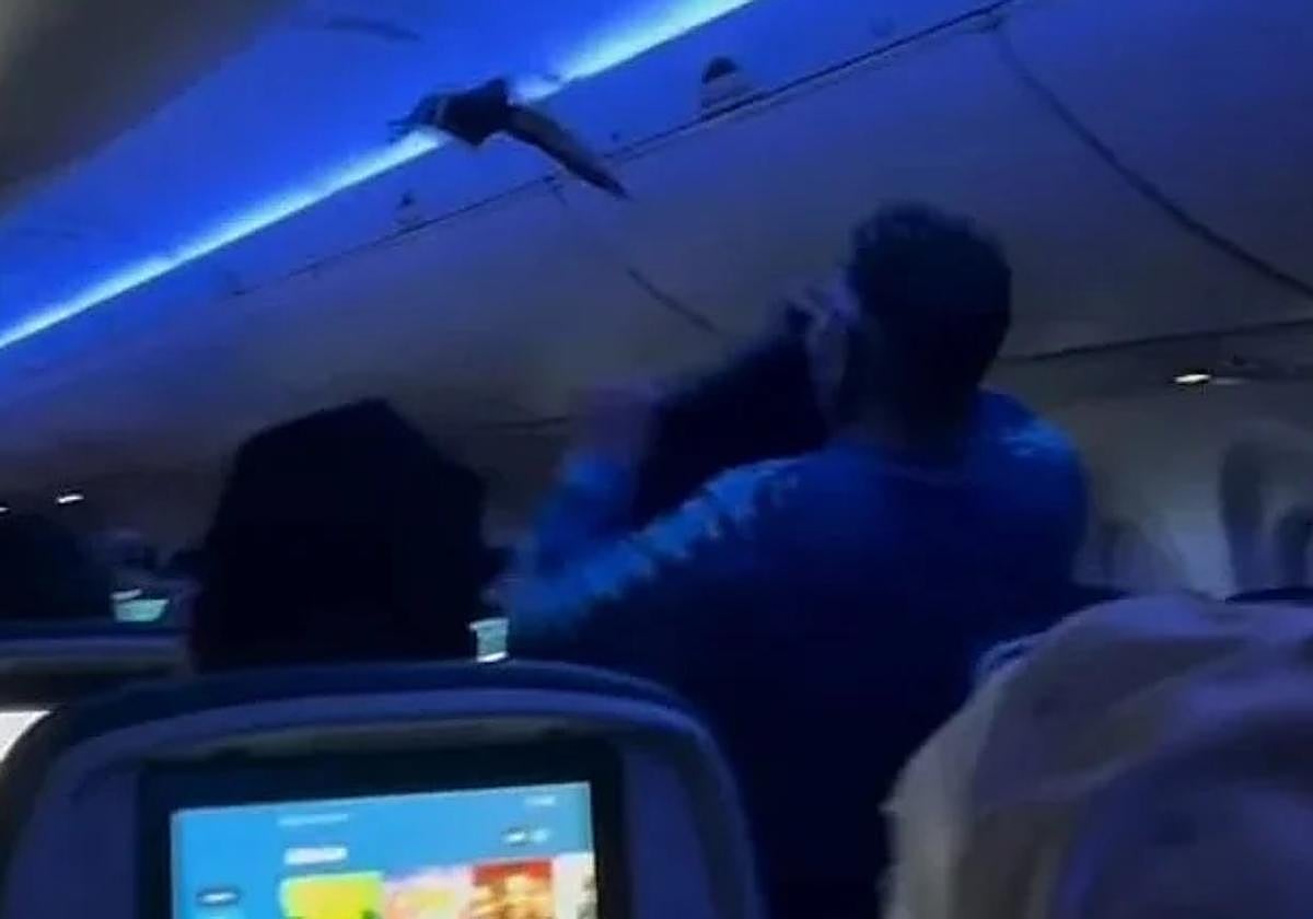 Instante de la paloma volando dentro de avión.