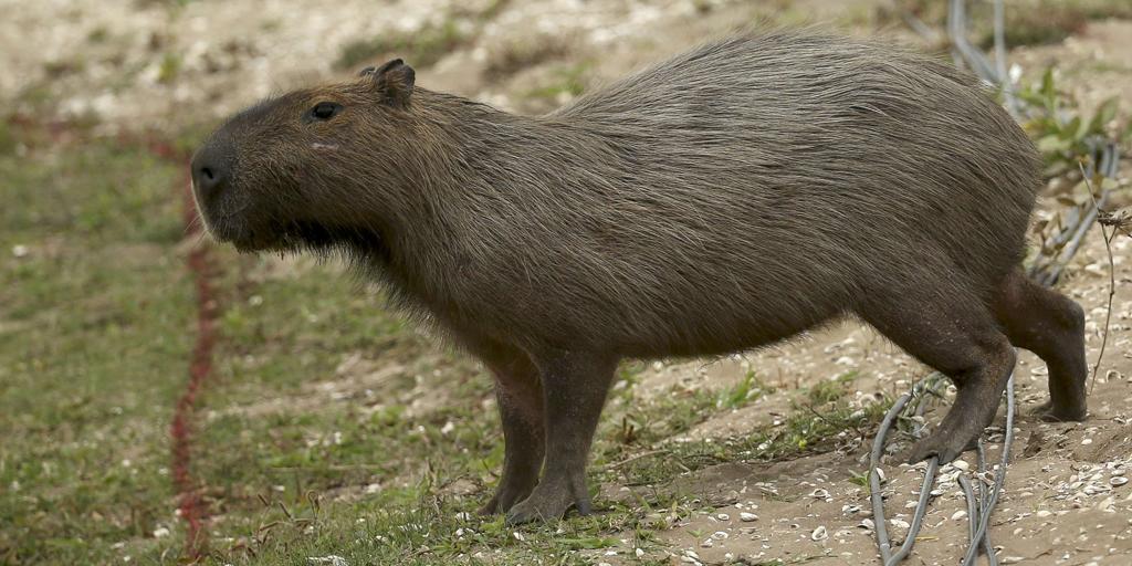 «¡el niño fugado ha vuelto a casa! »: las autoridades chinas capturan a doubao, una capibara que se había escapado hace dos meses de un zoo