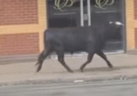 Un toro de lidia causa revuelo en las calles de Birmingham y despierta el asombro de los vecinos