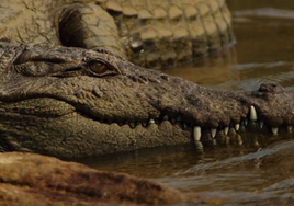 Así es 'Alligator Alcatraz', la cárcel para inmigrantes rodeada de caimanes que está en Florida