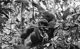 Los baaka: el corazón que aún late en la selva africana