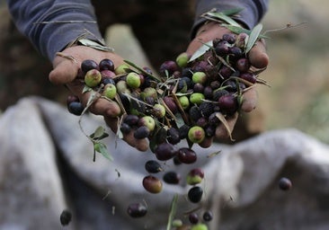 Washington mantiene también los aranceles a la aceituna negra española desafiando un fallo de la OMC