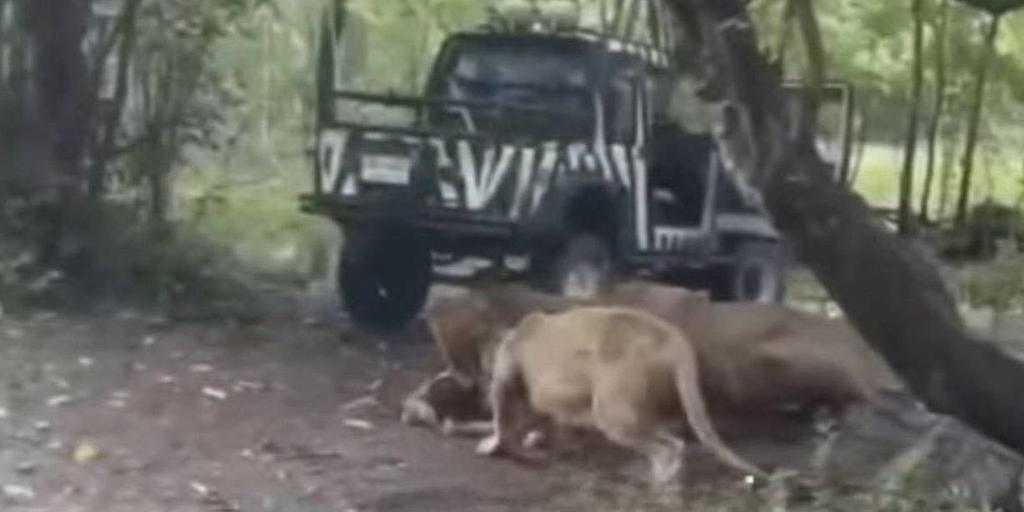 Un grupo de leones devora a un cuidador de un zoo de Tailandia