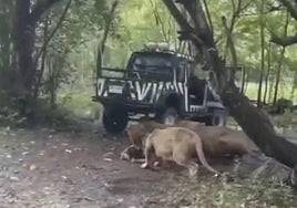 Un grupo de leones devora a un cuidador de un zoo de Tailandia