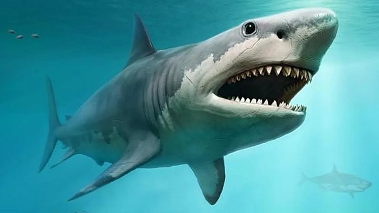 Muere una mujer y un hombre resulta gravemente herido tras ser mordidos por un tiburón en Australia