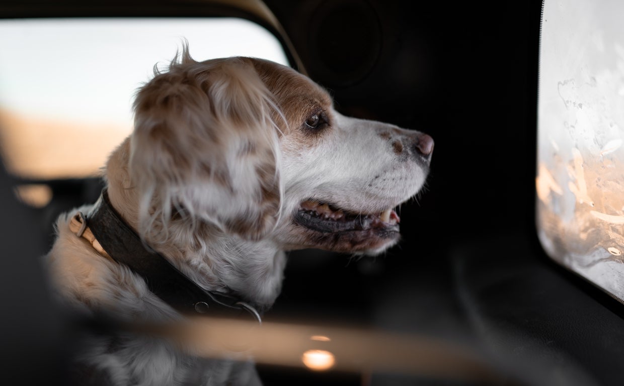 Pautas a seguir para viajar con seguridad con tu mascota este verano