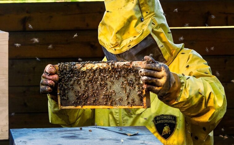 Lamborghini está salvando el mundo con abejas