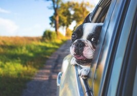 La advertencia de la DGT para los que viajan en coche con animales