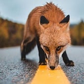 Cuidado con los animales en carretera: Cómo proceder si atropello uno
