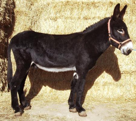 ¿Qué significa la pegatina del burro que llevan muchos coches en la parte trasera?