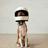 Las normas a seguir si quieres llevar a tu perro en la moto