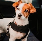 La mayoría de los propietarios de mascotas desconocen cómo deben transportarlas en el coche