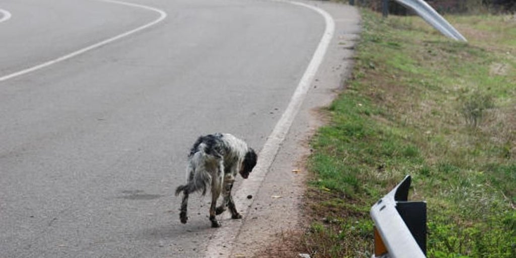 Alarma en las carreteras: Casi 1.900 perros mueren atropellados cada verano