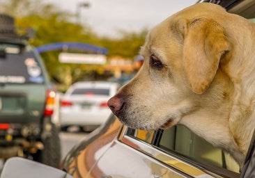 Carreteras peligrosas para mascotas: La Sociedad Canina exige áreas de descanso seguras