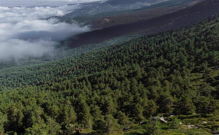 ¿Podemos utilizar los bosques de forma sostenible?