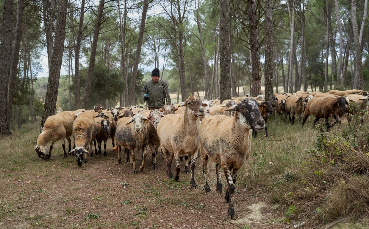 Ganaderos como Pau llevan sus cabras y ovejas a pastar para limpiar zonas estratégicas de prevención identificadas por los bomberos