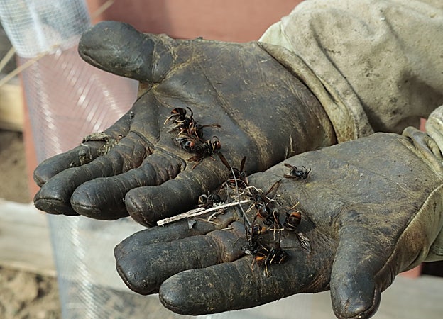 La instalación de trampas en la colmena intenta frenar a la invasora avispa velutina
