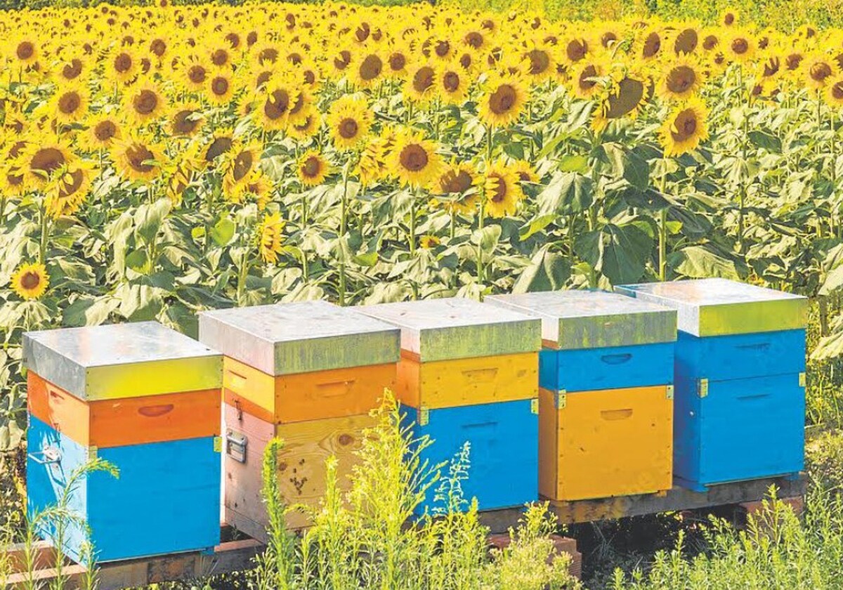 Trashumancia de abejas, una ganadería muy particular de flor en flor
