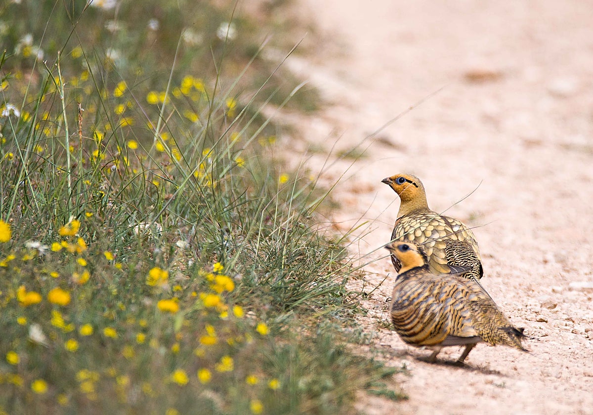 Ejemplares de ganga ibérica