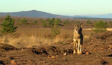 Los lobos informan a través de las heces