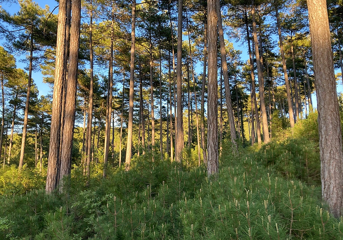 Gestión forestal sostenible, posible y necesaria