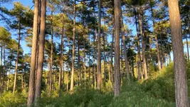 Gestión forestal sostenible, posible y necesaria