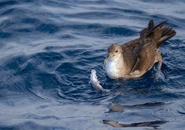 Mediterráneo y Mar Negro, zonas de riesgo por plástico para las aves oceánicas