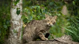 Gatos asilvestrados amenazan la fauna canaria