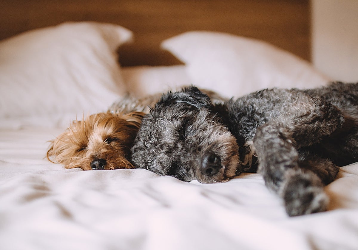 Asegurar el bienestar animal