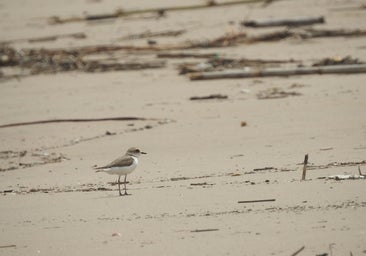 Los pellets llegados a la costa gallega pueden afectar a las aves marinas