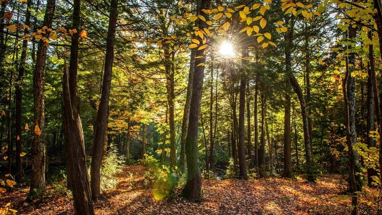 «Bosques vivos» alerta y conciencia sobre la deforestación importada