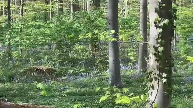 El bosque belga de Hallerbos, famoso por su alfombra de campanillas