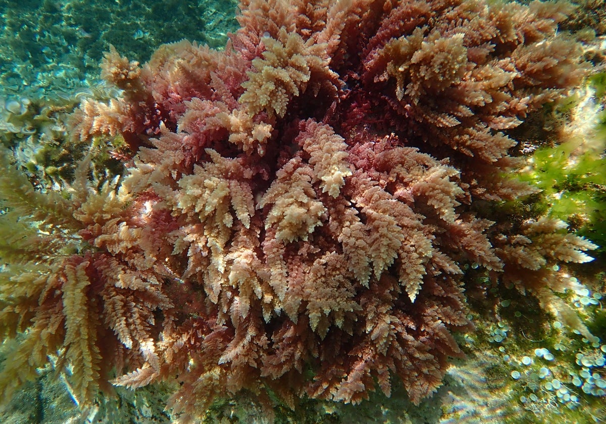 La Asparagopsis taxiformis es una de las especies de macrófitos marinos tropicales presentes en el mar Mediterráneo