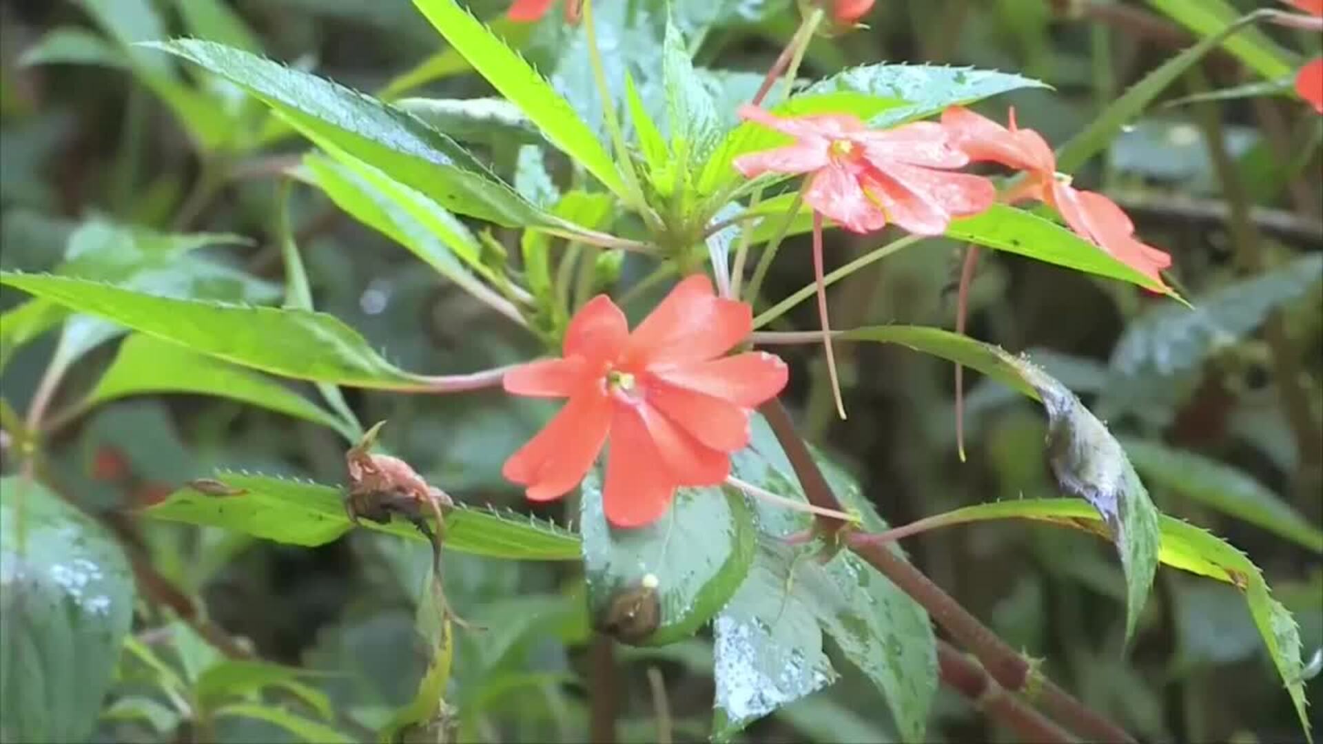 Reserva de la biósfera Yasuní, tendrá financiación anual al menos por 50 años en Ecuador