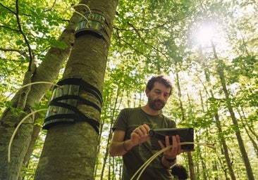 Los árboles capturan metano gracias a microorganismos que habitan en su corteza