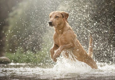 Los destinos españoles más dogfriendly