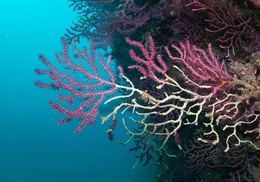 El cambio climático acelera la vulnerabilidad de la gorgonia roja del Mediterráneo