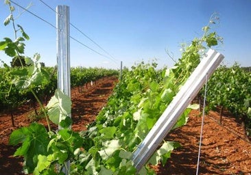 Orientar las vides hacia el oeste mejora el vino y permite la adaptación al cambio climático