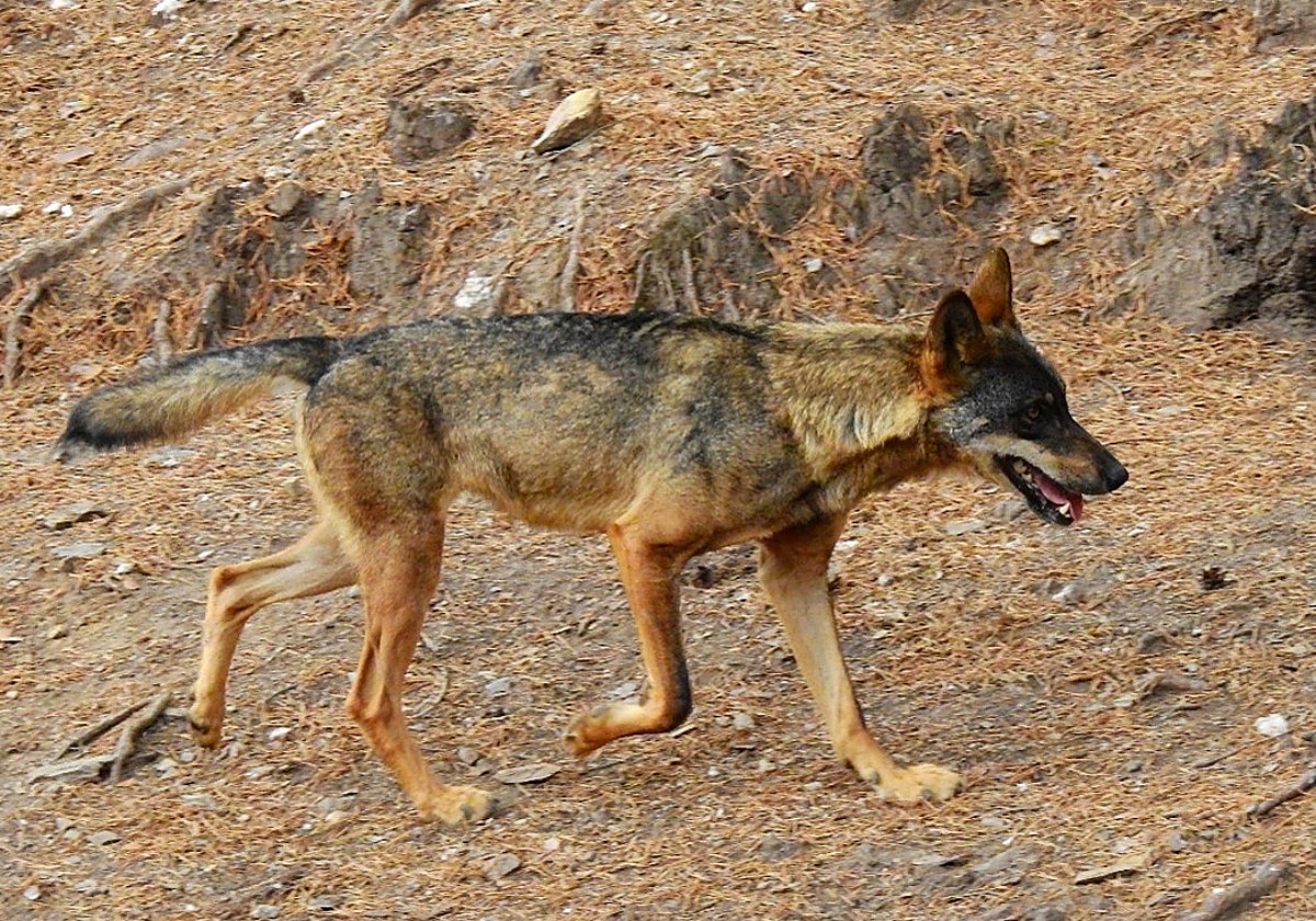 El gen heredado de los perros explica su tendencia a recorrer distancias más cortas