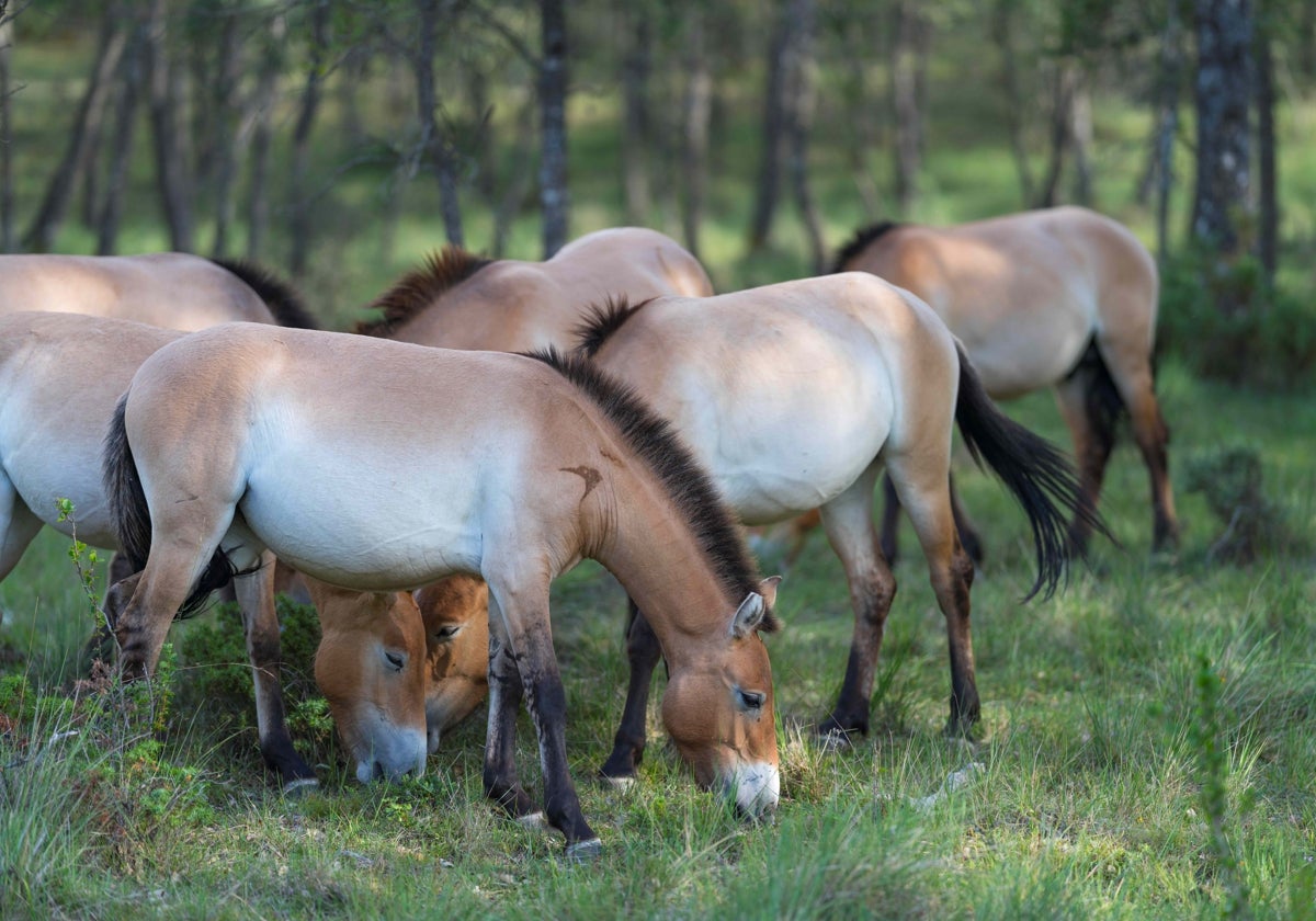 Manada de caballos de Przewalski introducida experimentalmente en Villanueva de Alcorón (Guadalajara)