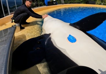 Registran por primera vez un electrocardiograma en una orca embarazada