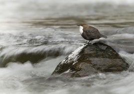 SEO/BirdLife reclama una transición hídrica justa y sostenible