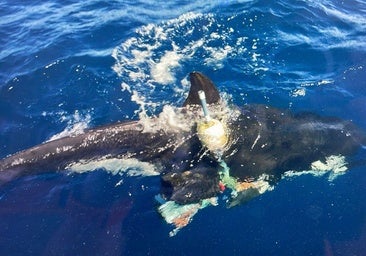 El MITECO organiza y coordina el operativo para el rescate y desenmallado de un ejemplar de orca