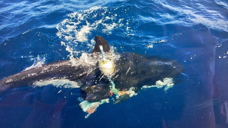 El MITECO organiza y coordina el operativo para el rescate y desenmallado de un ejemplar de orca